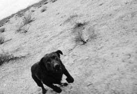 John Divola, Dogs Chasing My Car in the Desert