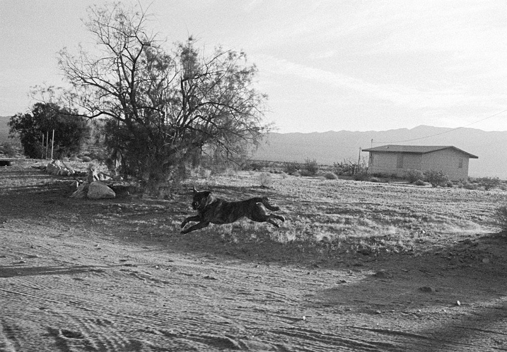 John Divola, Dogs Chasing My Car in the Desert