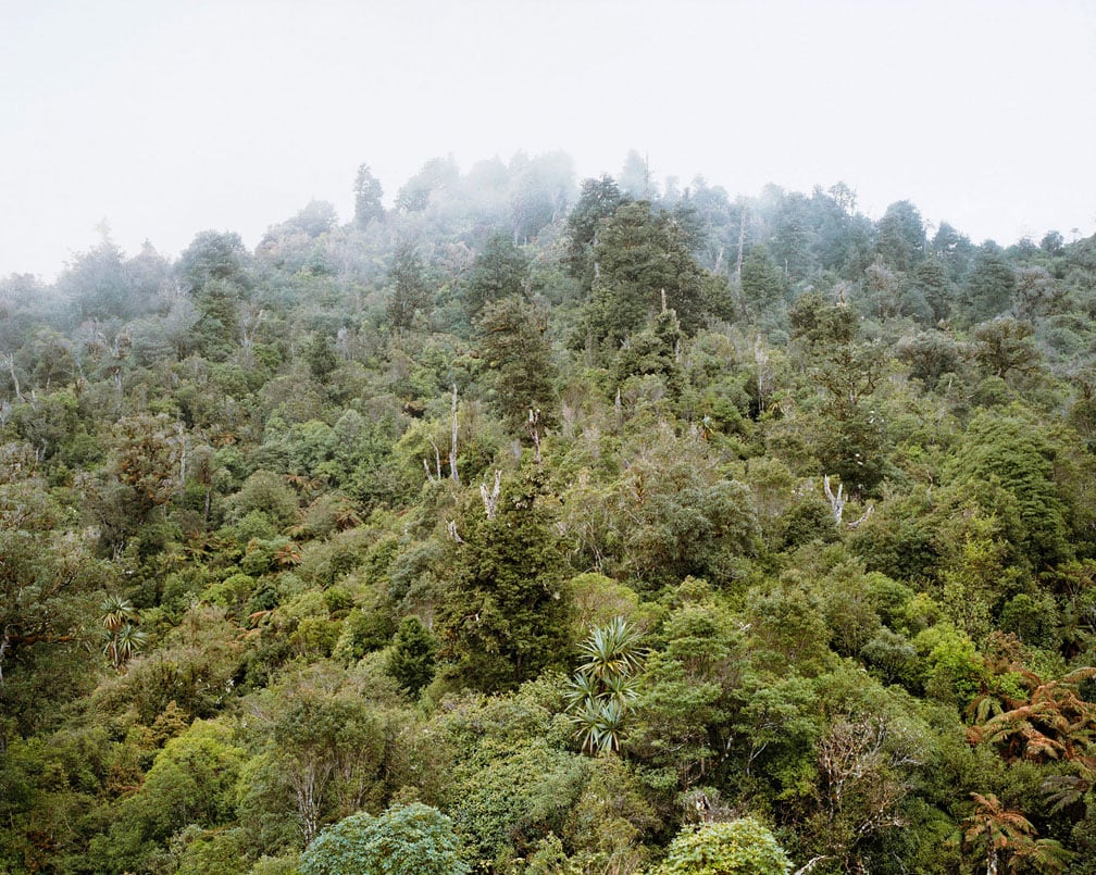 Rainforest in New Zealand