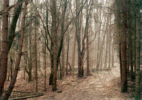 35. Forest Path in Carpin, Mecklenburg 2015