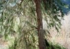 76. Pine Tree on Matilija Creek, CA 2014