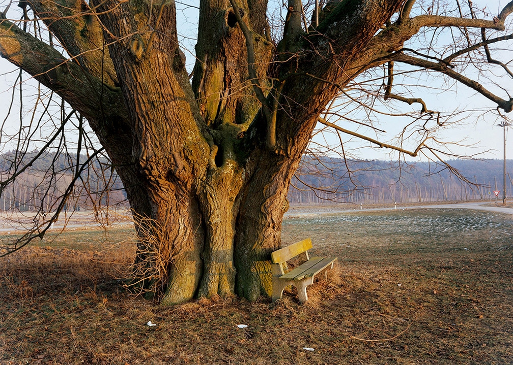 6. Old Linden Tree Geisenhausen Hallertau 1991