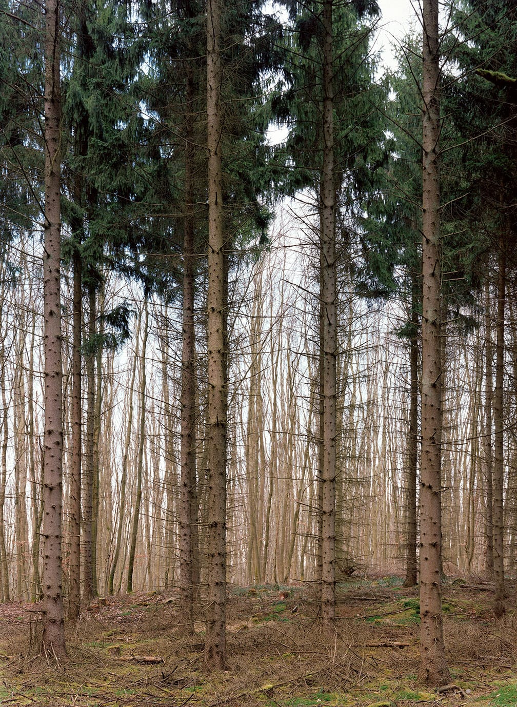 Needle Tree Grove in Serrahn, Carpin Mecklenburg