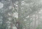 Misty Pine Tree, Vaucluse