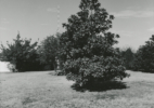 Magnolia Tree, Kessler Blvd. looking north – Wichita Falls, Texas, 1972/1973