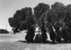 Texas Memories #3: Cedar Trees (marking former house site) on Kell Boulevard, Wichita Falls, 1984/1988