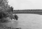 Texas Memories #9: Willow Trees Beside Stock Tauk, near Lake Arrowhead, outside of Wichita Falls, Texas, 1984/1988