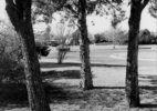 Three Cedar Trees in the side yard – 2201 Wenonah, Wichita Falls, Texas, 1972/1974