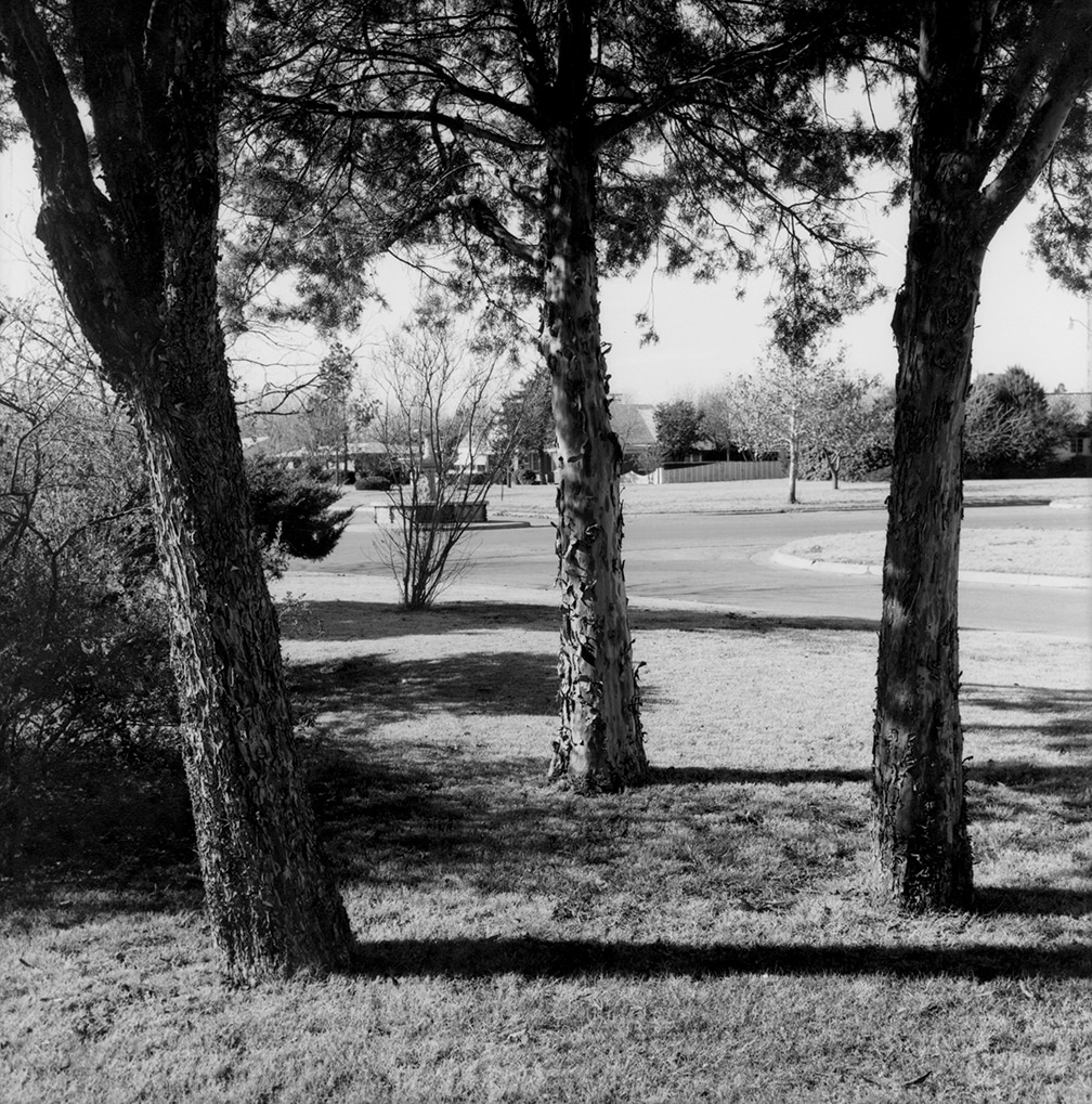 Three Cedar Trees in the side yard – 2201 Wenonah, Wichita Falls, Texas, 1972/1974