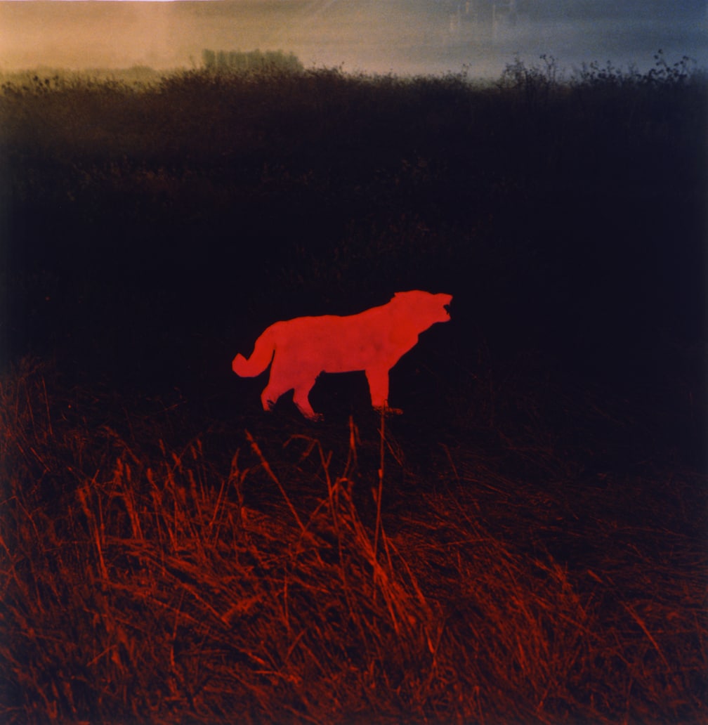 C Wolf, 1983