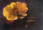 Yellow Zinnia_2014 (1)