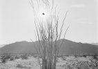 Black Sun and Ocotillo