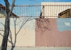 Tampa_Wall-Tree-Shadow-30×24